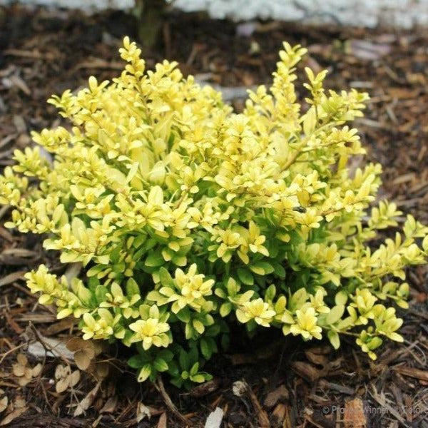 Brass Buckles Holly Shrubs have neon greenish yellow foliage
