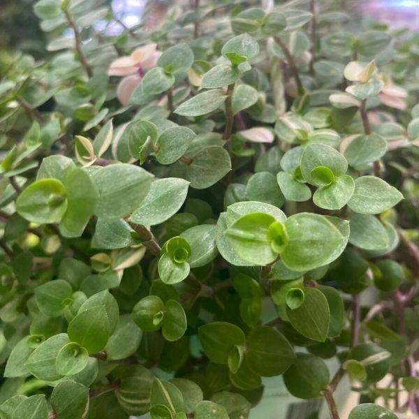 close up of Callisia repens 'Bianca' green leaves and maroon stems
