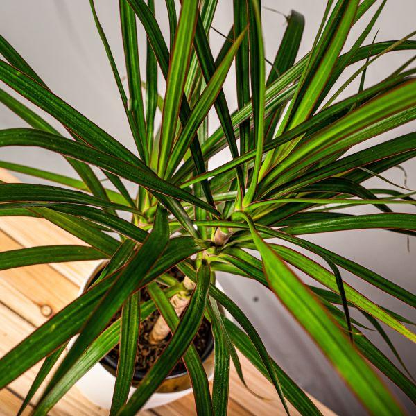 top heavy foliage of potted Dracaena Marginata