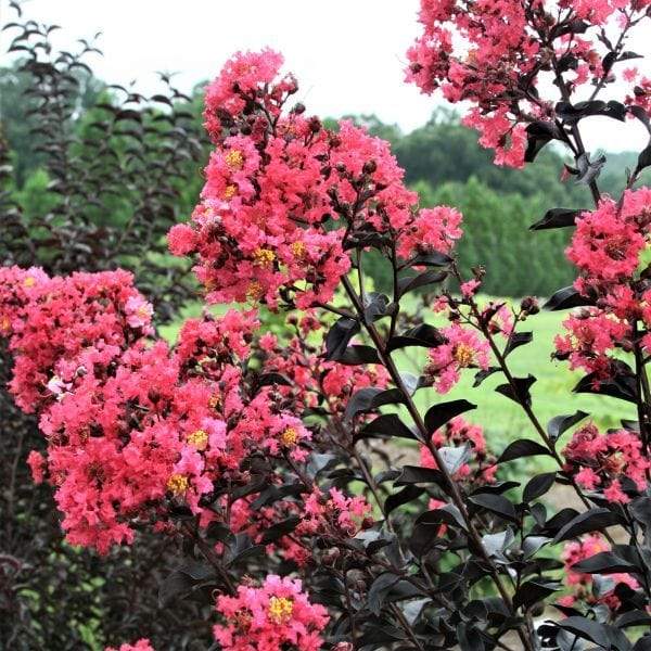 light pink blossoms accented by dark red foliage of the moonlight magic crape