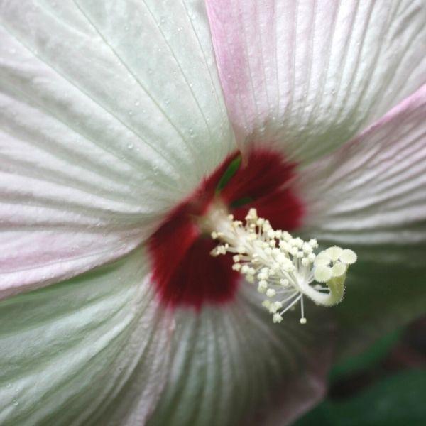 extreme close up of Hibiscus Luna White flower with ruby red center