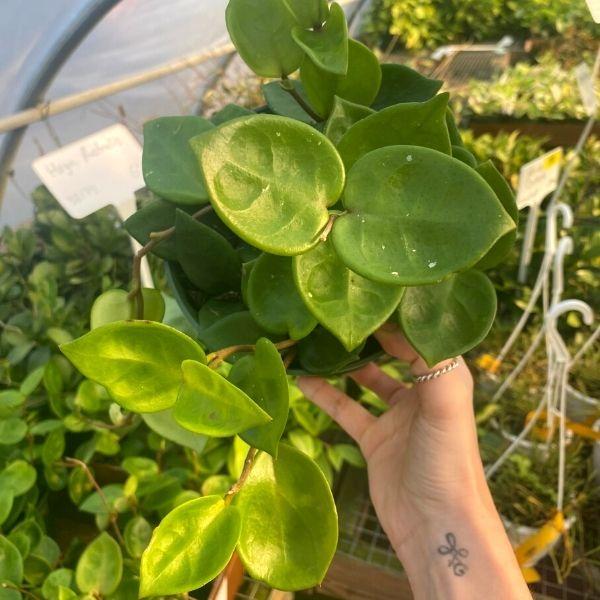 hoya carnosa plant with green folaige and trailing stem