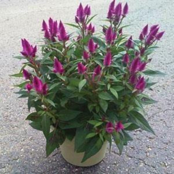 Intenz Dark Purple Celosia