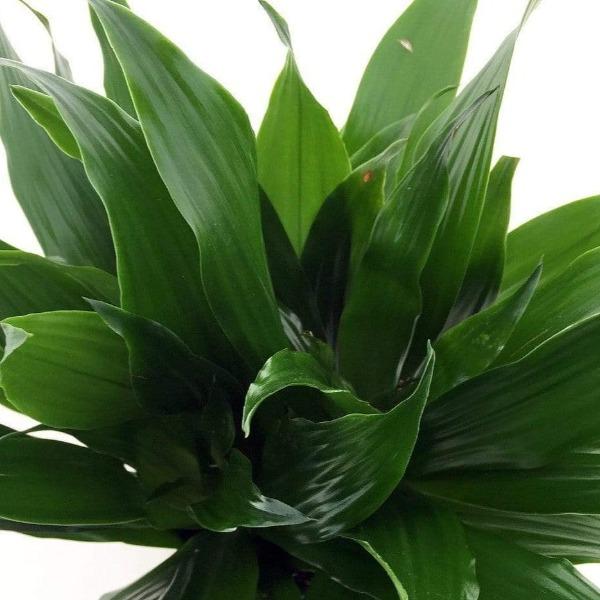 Deep Green Foliage of the Janet Craig Dracaena Houseplant