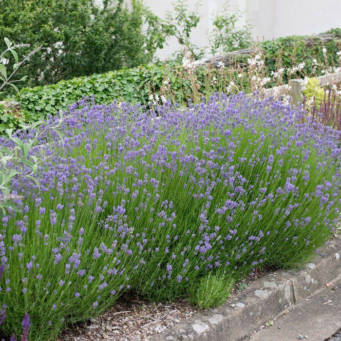Lavender Superblue english lavender