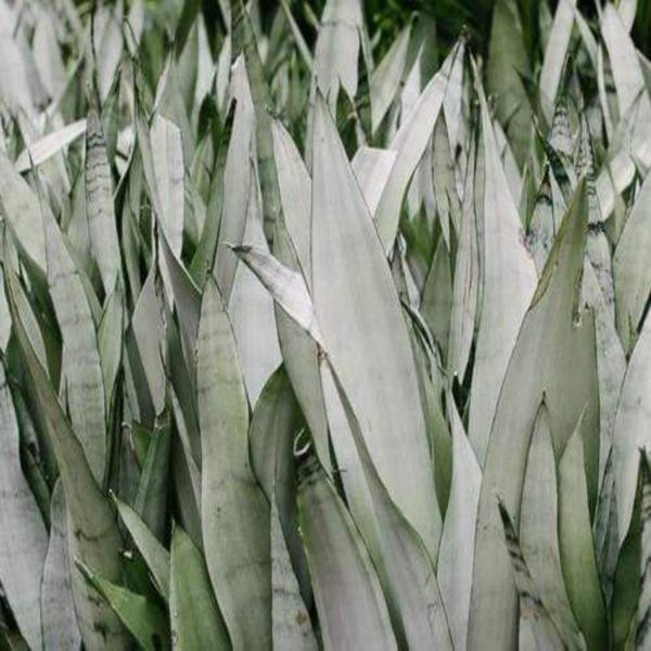 Moonshine Snake plant in a grouping showing the silver foliage