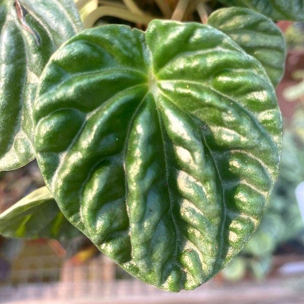 peperomia emerald ripple close up of one dark green, rippled leaf