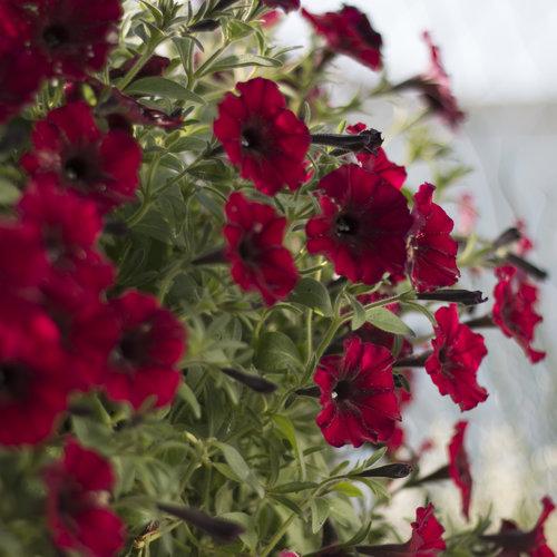 Supertunia Black Cherry Deep Red Flowers