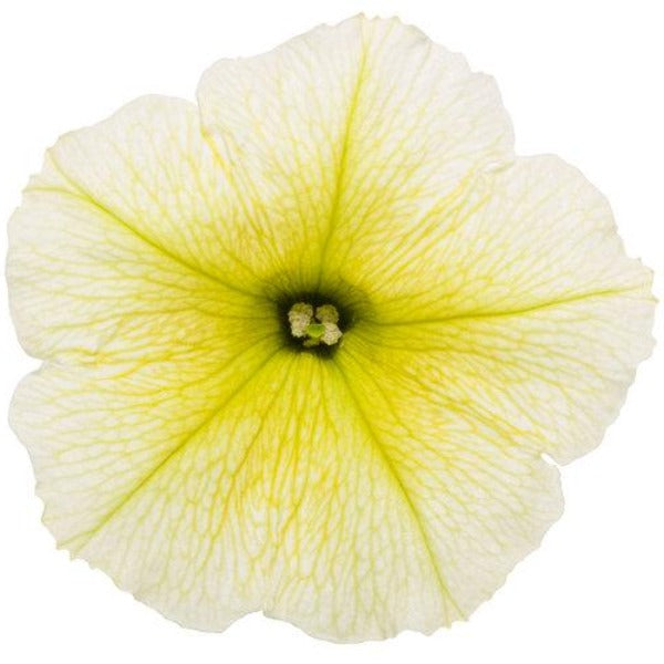 Limoncello Supertunia Yellow Petunia Flower