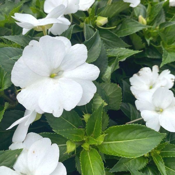 sunpatiens white flowers and green foliage with small flower buds