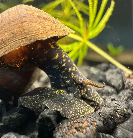 2 Black Panther Snails (Sulcospira testudinaria) with black-yellow spots on gravel