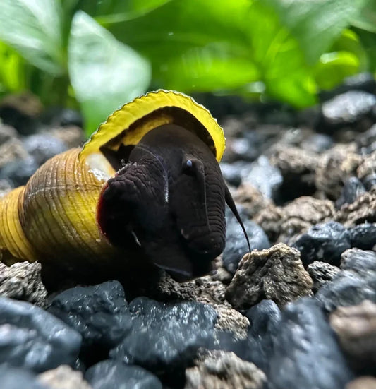 Black Rabbit Snail (Tylomelania sp.) — live freshwater snail with striped yellow-brown shell