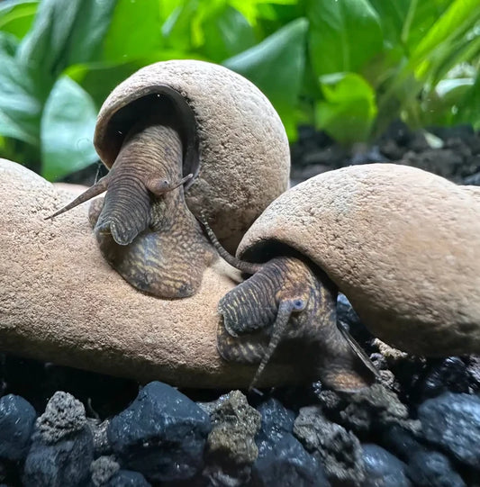 Chocolate Rabbit Snail (Tylomelania zemis) — live freshwater snail with textured brown shell