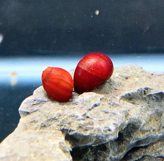 Red Ruby Nerite Snails (Vittina sp.) — live freshwater snails with glossy red shells on rock