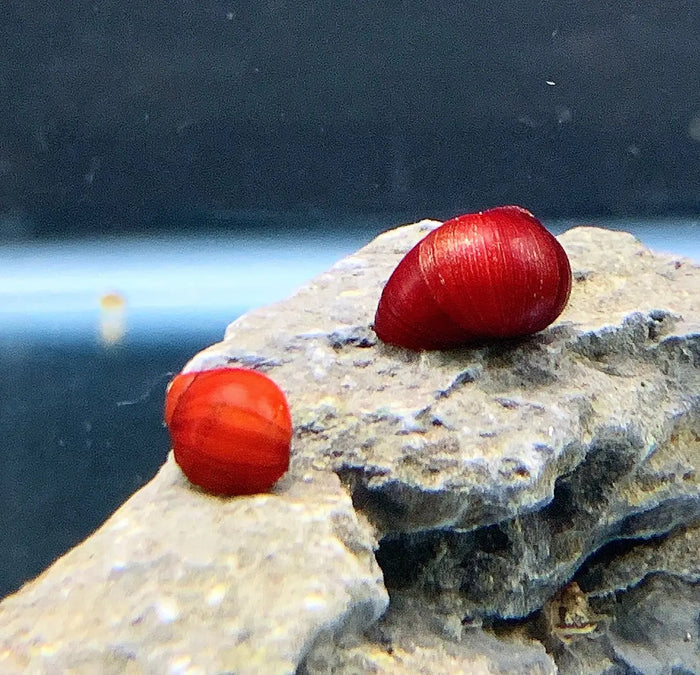 Two vibrant red ruby nerite snail shells with glossy texture resting on a gray rock