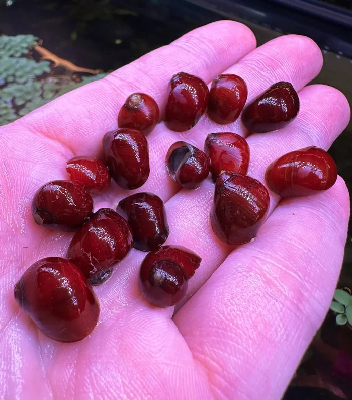 A hand holds two glossy deep red ruby nerite snail shells with smooth rounded surfaces and natural cracks