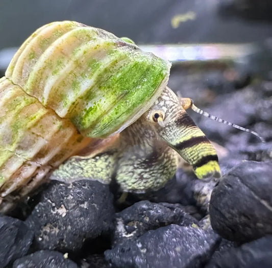 Sulawesi King Rabbit Snail (Tylomelania sp.) — live freshwater snail with striped antennae