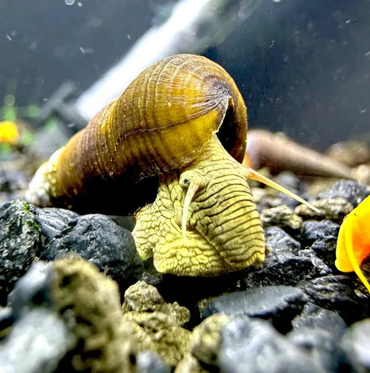 2 yellowish-brown wild green rabbit snails crawling on dark gravel