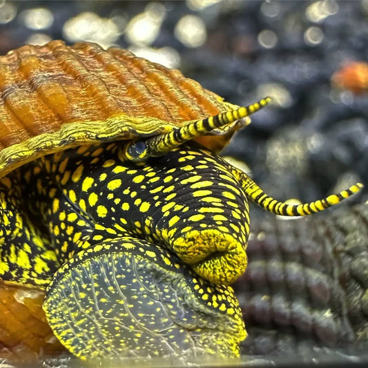 Yellow Spotlight Sulawesi Rabbit Snail — live freshwater snail with yellow-black striped shell