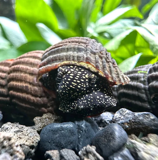 2 Yellow Spotted Sulawesi Rabbit Snails with striped shells