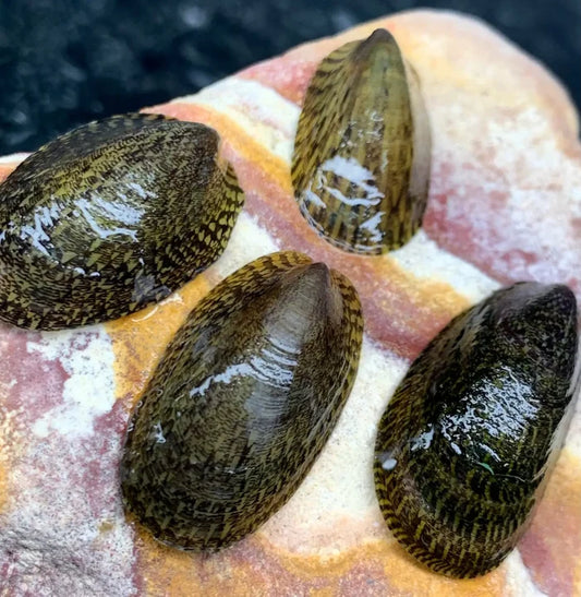Four glossy dark green and brown mottled green turtle nerite snail shells with intricate ridged patterns on a colorful rock