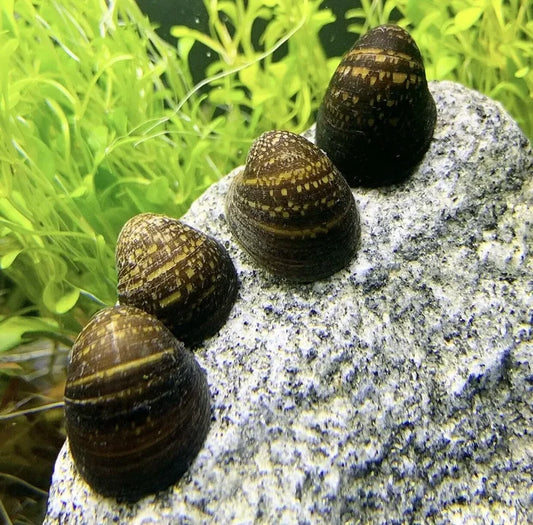 Four dark brown nerite snails with yellowish brown striped shells resting on a gray rock in an aquarium setting