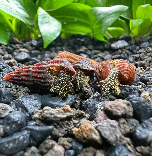 Mini Gold Spotted Rabbit Snails (Tylomelania sp.) — live freshwater snails, orange-red shells