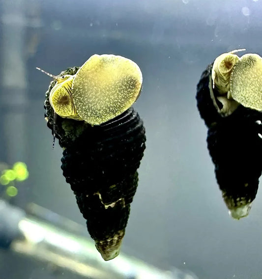 4 mini yellow rabbit snails with black textured conical shells and yellowish green spotted mantles with tentacles