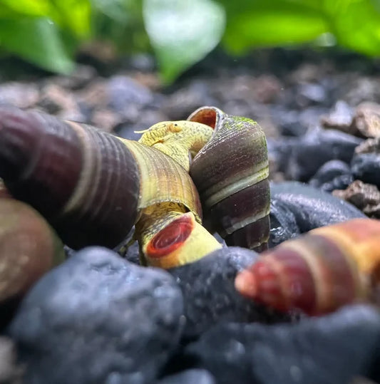 A vibrant yellow and brown striped baby yellow sulawesi rabbit snail with a glossy shell on dark gravel substrate