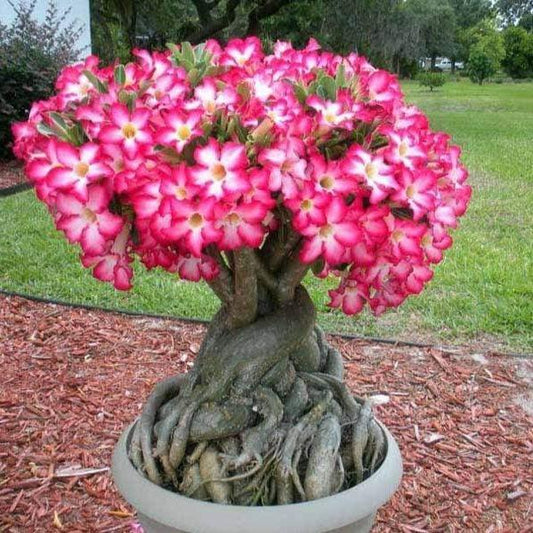 Full view of mature Desert Rose in a container, highlighting its thick caudex, branching bonsai-like form, and compact canopy of leaves.