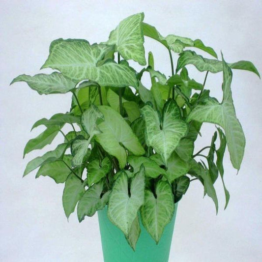 beautiful fully grown Arrowhead plant