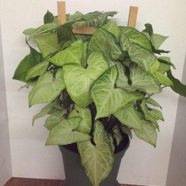 Arrowhead plant growing on a trellis