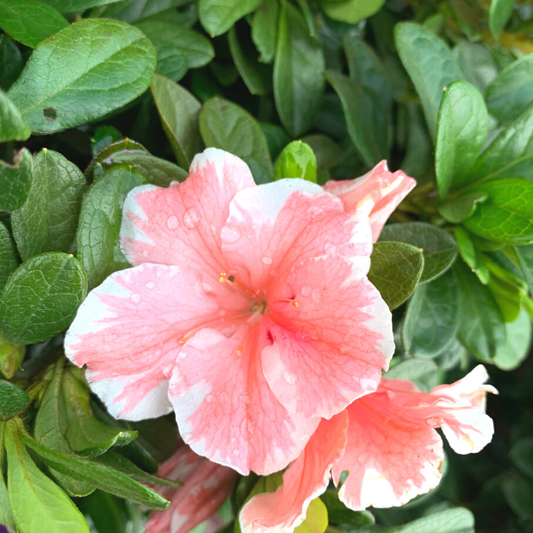 autumn sunburst azaleas bloom vigorously in the summer, spring and fall