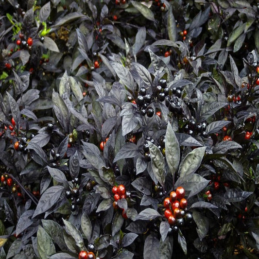 Black Pearl Ornamental Pepper with glossy black foliage and shiny black fruit maturing red in a fall container
