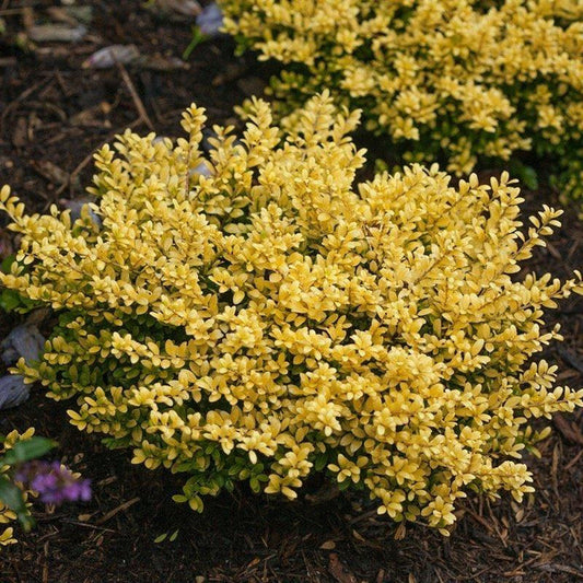 Brass Buckles Holly burn resistant yellow foliage