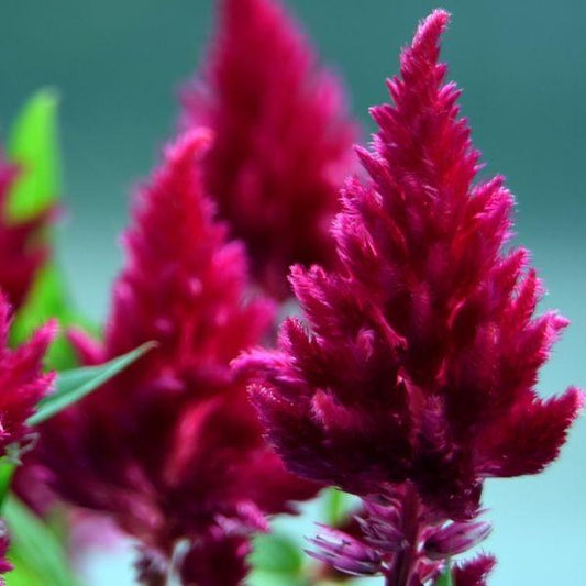 bright burgundy celosia