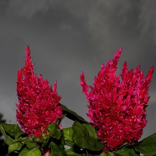 Burgundy Celosia annuals