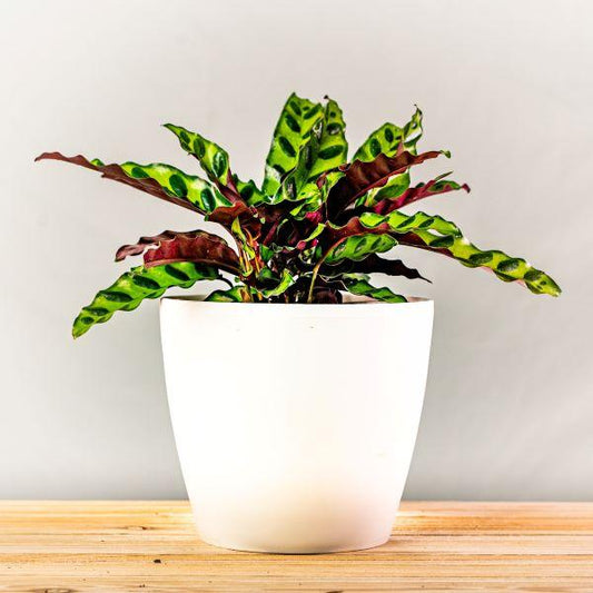 Rattlesnake Plant in a decorative pot, showing a full clump of long, wavy, green leaves with dark oval markings and purple undersides in bright indirect indoor light.