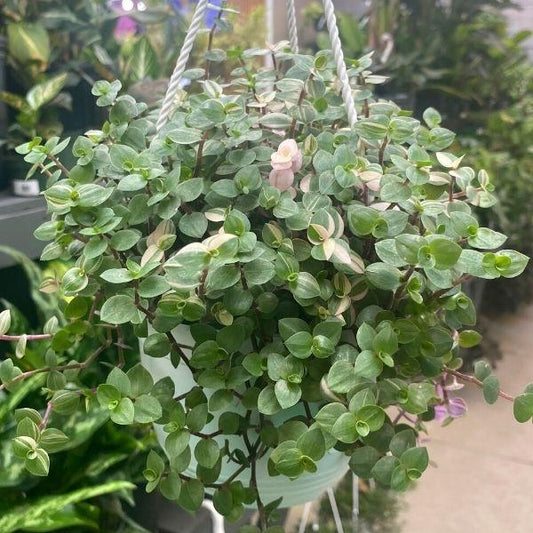 Callisia repens 'Bianca' plant in hanging basket in plant nursery