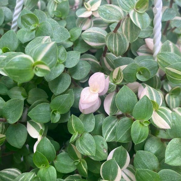 close up of Callisia repens 'Bianca' pink and green leaves