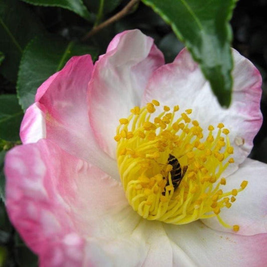 Camellia Hana Jiman Shrubs has pink and white flowers