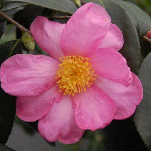 pink Camellia Winter's Star Shrubs flowering in bloom