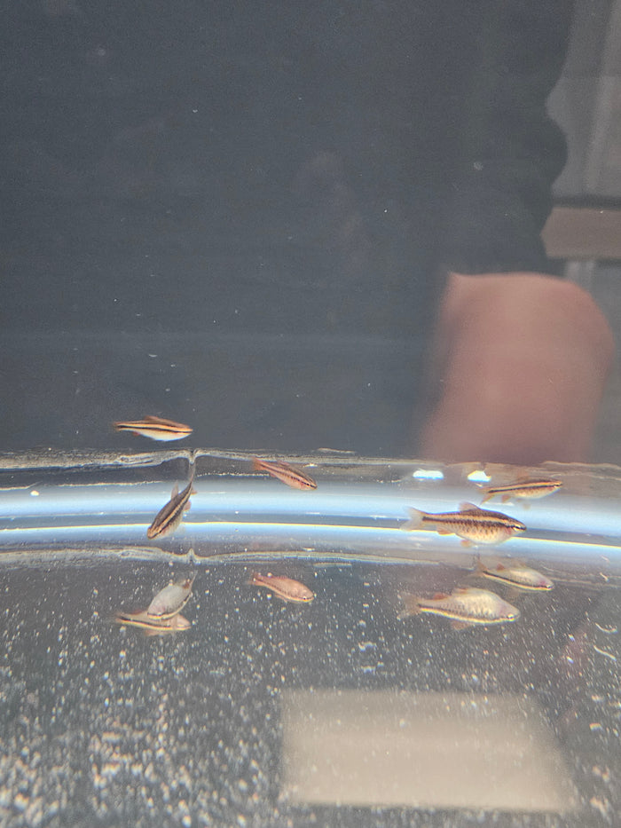 Cherry Barb
