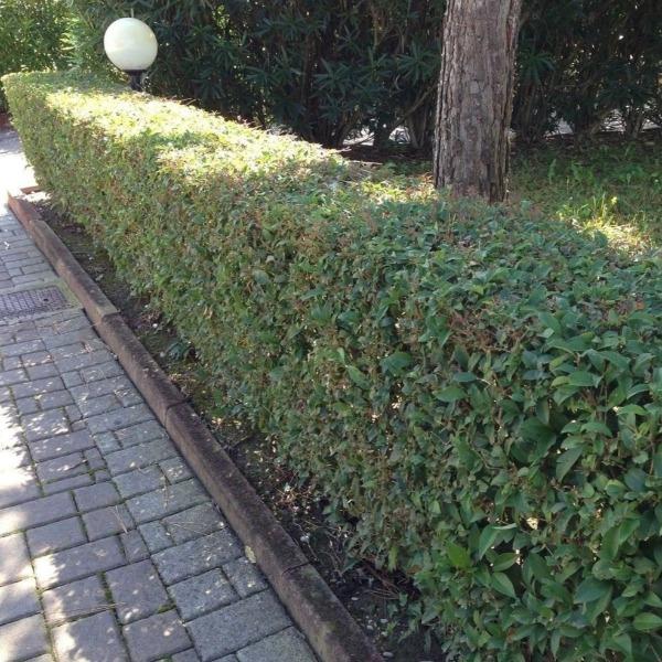 trimmed hedge of Chestnut Hill Cherry Laurel Shrubs