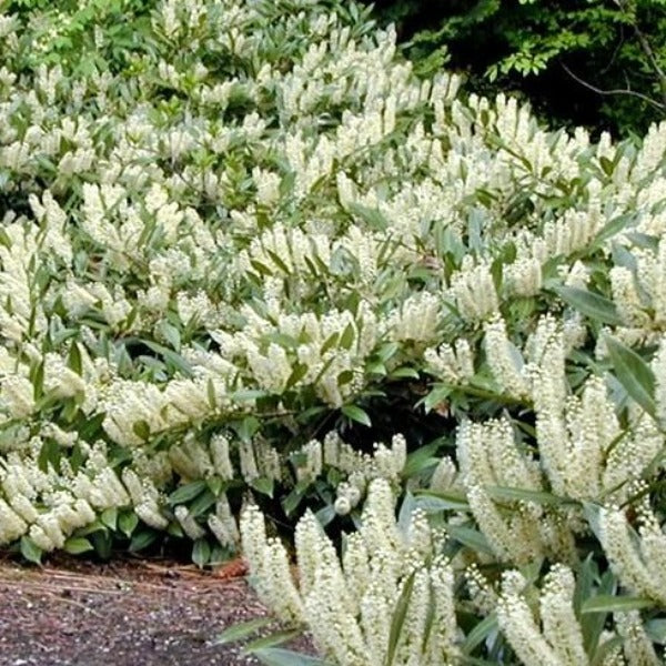 Cherry Laurel Shrubs in full bloom chestnut Hill