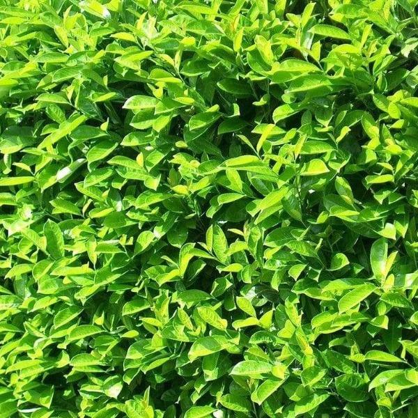 close up of the bright green spring leaves of Chestnut Hill Cherry Laurel