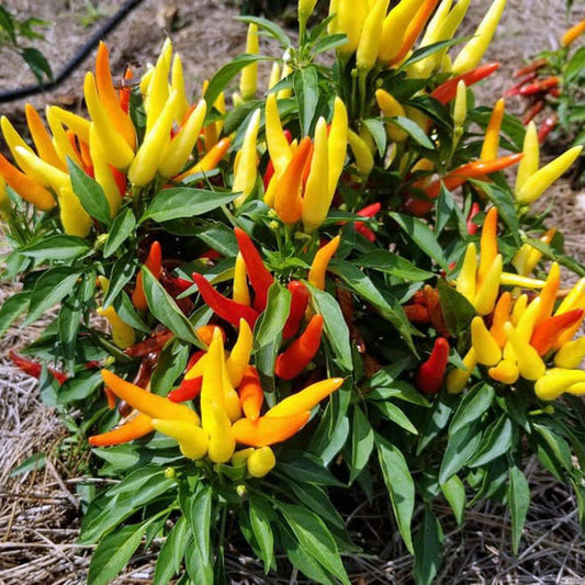 Chilly Chili Ornamental Pepper with upright yellow, orange, and red fruit in a sunny fall planting
