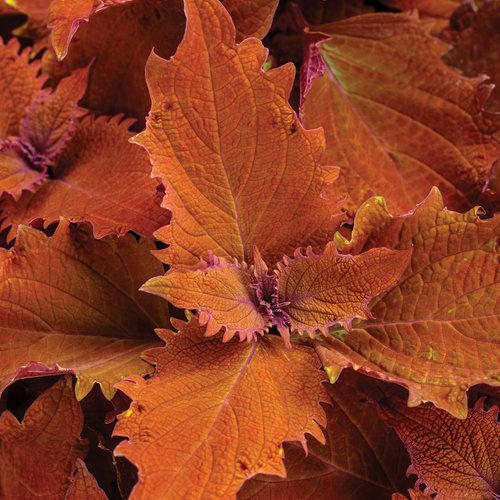 Coleus ColorBlaze Wicked Hot foliage