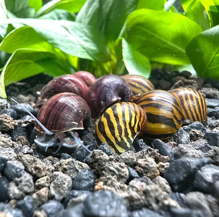 Color Contrast Pack — 2 live freshwater snails with striped purple-brown shells