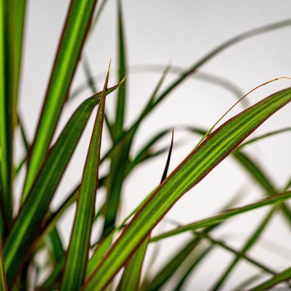 close up of flat waxy Dracaena Marginata foliage